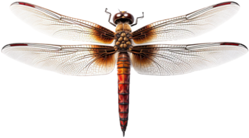 libellula png con ai generato.