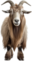 Goat with . png