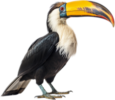 Hornbill png with AI generated.