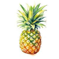 Pineapple watercolor. Illustration photo