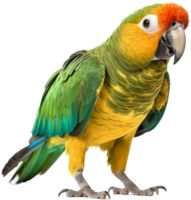 Parrot png with AI generated.