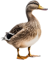 Pato png con ai generado.