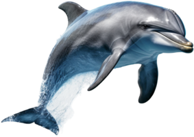 Dolphin with . png