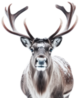 Reindeer png with AI generated.