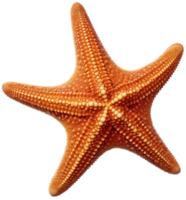 Starfish png with AI generated.