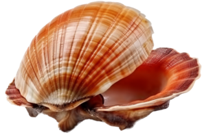 Seashell png with AI generated.