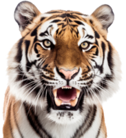 Tiger png with AI generated.