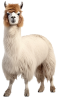 Llama png with AI generated