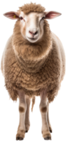 Sheep png with AI generated.