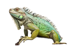 iguana png con ai generado.