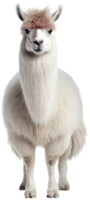 Llama png with AI generated