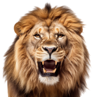 Lion png with AI generated