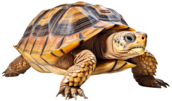 Turtle png with AI generated.