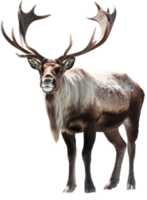 Reindeer png with AI generated.