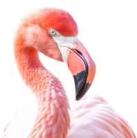 flamingo png com ai gerado.