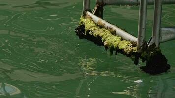 muschioso scala nel mare acqua video