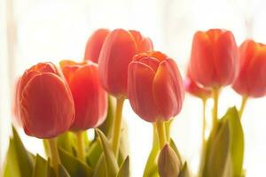 Photo buds of red tulips Plants and flowers.