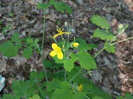 Spring flowers in the garden photo