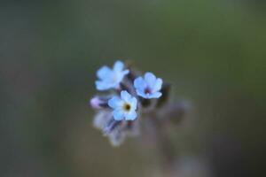 Spring flowers in the garden photo