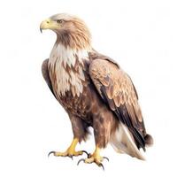 Eagle Bird Isolated. Illustration AI Generative photo