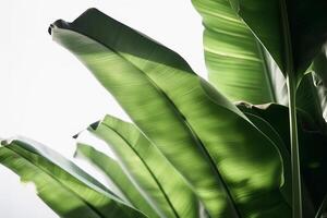 Banana leaves background. Illustration AI Generative photo