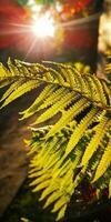 Wild natural green fern leaf in the backlight of the setting sun. tropical tree leaves, wild fern leaves, osmunda regalis, EAR TREES, OR PIICHES, tree fern branch Cyathea medullarisin front of sun photo