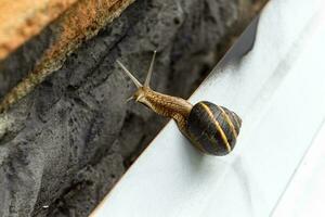 A large snail in a shell crawls along an iron profile in search of food. photo