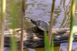 turtle basks in the sun on a log in lake water photo