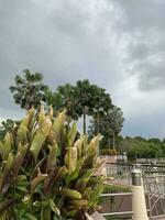 Natural garden , tangga putrajaya steps in Malaysia photo