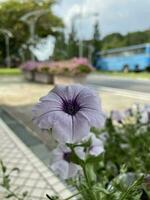 natural jardín , tanga putrajaya pasos en Malasia foto