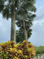 natural jardín , tanga putrajaya pasos en Malasia foto