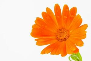 Orange pot marigold flower isolated on white background photo