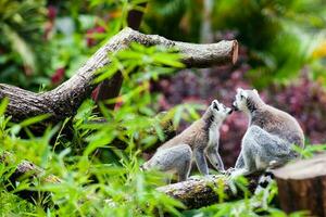 Ring-tailed lemur in captivity. Lemur catta photo