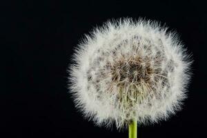 Common dandelion seed head. Taraxacum officinale photo