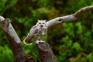 African spotted eagle-owl photo