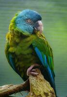 Blue headed Macaw photo