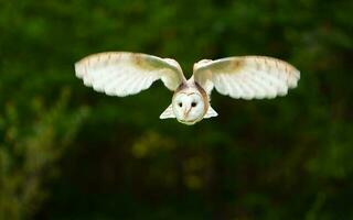 Barn owl flying in zoo photo