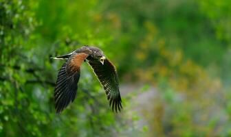 Harriss Hawk flying photo