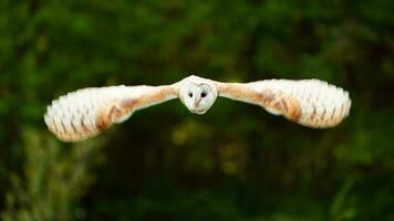 Barn owl flying in zoo photo