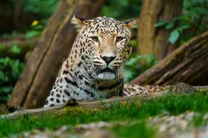 Persian leopard in zoo photo