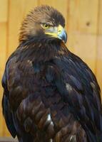 Golden eagle in zoo photo