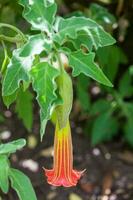 rojo ángeles trompeta flor y planta. brugmansia sanguinea foto