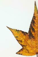 Autumn colored Liquidambar styraciflua leaf isolated on white background. Autumn concept. photo