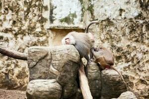 Baboons removing fleas in captivity. Hamadryas baboon photo