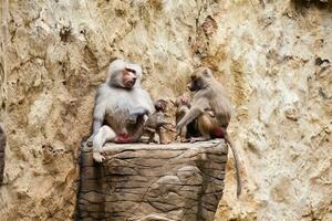 Baboons family in captivity. hamadryas baboon photo