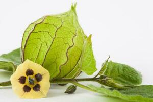 Cape gooseberry flower and calyx isolated on white background. Physalis peruviana photo