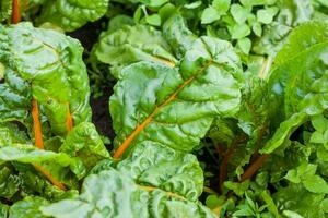 Orange stem chard at organic cultivation field. Beta vulgaris subsp. Vulgaris photo