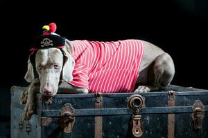 Beautiful weimaraner wearing a pirate costume. Canine pirate watching over the treasure photo