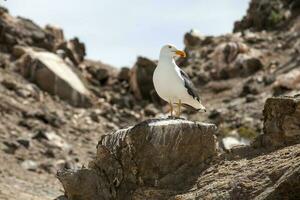 Seagull at Bay of the Angels -  Baja California photo