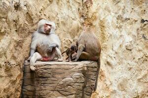 babuinos familia en cautiverio. hamadryas babuino foto